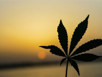 APAKAH GANJA MEDIS DIPERBOLEHKAN DALAM ISLAM? 1 marijuana