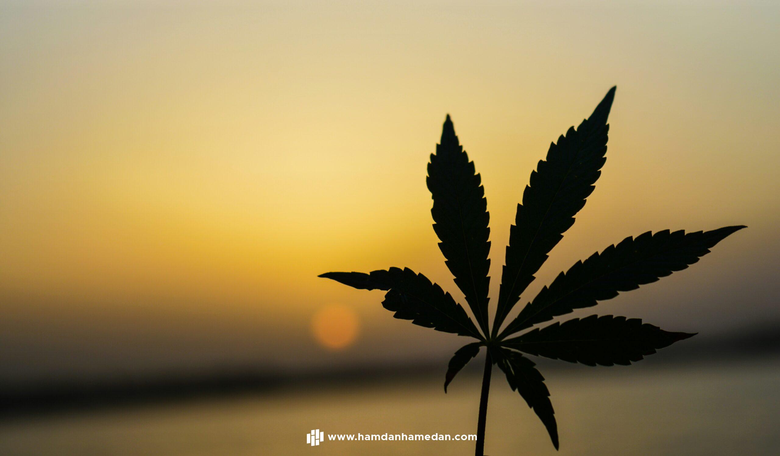 APAKAH GANJA MEDIS DIPERBOLEHKAN DALAM ISLAM? 1 marijuana scaled